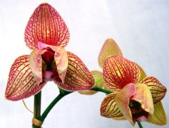 Фаленопсис Аполло  2ствола (Phalaenopsis)