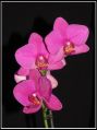 Фаленопсис Пико Вивальди 2ствола (Phalaenopsis)