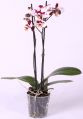 Фаленопсис Полька Дотс 2ствола  (Phalaenopsis)