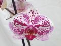 Фаленопсис Пурпл Мэджик 3ствола  (Phalaenopsis)