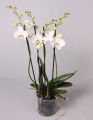 Фаленопсис Сноуболл 3ствола  (Phalaenopsis)
