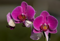 Фаленопсис фиолетовый 2ствола  (Phalaenopsis)