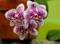 Фаленопсис Фэйри 2ствола  (Phalaenopsis)