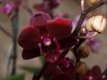 Фаленопсис Элегант Джейн 2ствола  (Phalaenopsis)