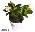 Гардения Жасминовая 20 см.(Gardenia)