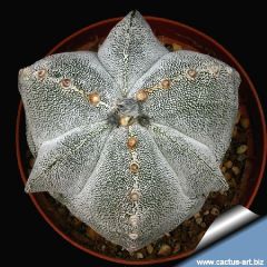 Астрофитум Мириостигма (Astrophytum)