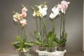 Фаленопсис Грандифлора 2ствола (Phalaenopsis)