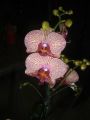 Фаленопсис Калейдоскоп 2ствола (Phalaenopsis)