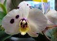 Фаленопсис Марбелла 2 ствола (Phalaenopsis)