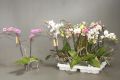 Фаленопсис микс 2 ствола (Phalaenopsis)